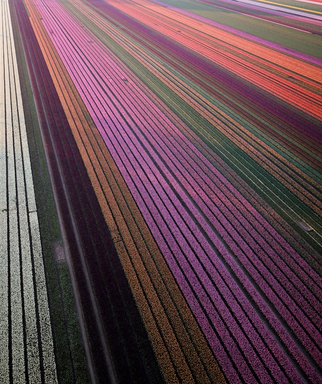 Tulip field